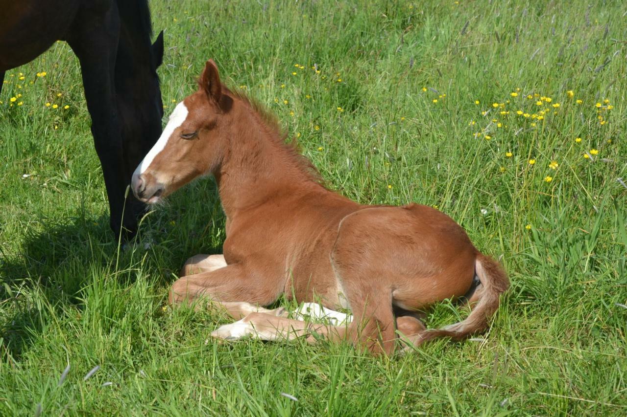 Les Aubiers Gite Au Haras מראה חיצוני תמונה